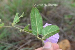 Ipomoea barlerioides